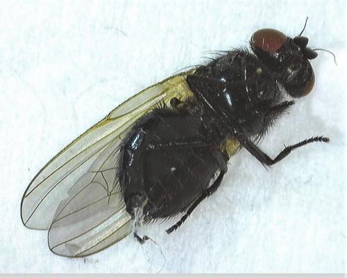 Silba fumosa